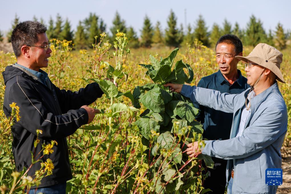 捕鱼网页下载